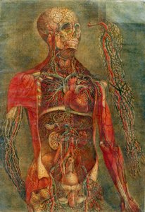 Organy wewnętrzne ciała, płyta z sekcji "Anatomia wnętrzności", malowana i rytowana przez Gautiera, 1745 (kolorystyka)